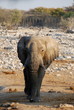 African Elephant