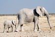 Desert Elephant Mother and Calf