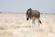 Burchell's Zebra