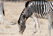 Burchell's Zebra Grazing