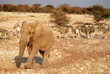 Elephant Walking