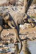 Elephants Drinking