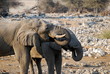 African Elephant Drinking