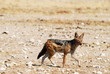 Black Backed Jackal