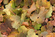 Photo: Weinlaub im Herbst Weinlaub im Herbst