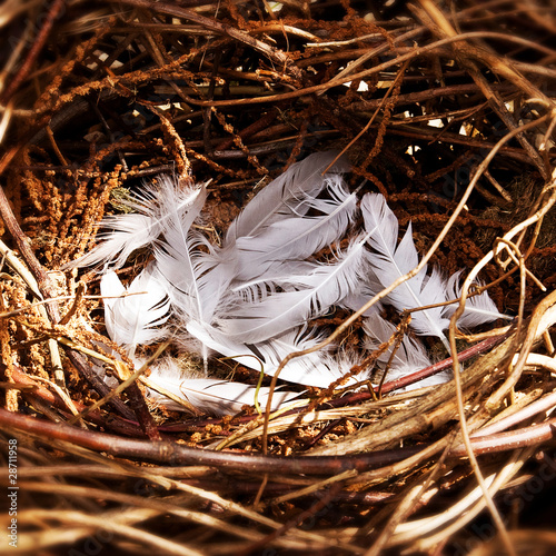 Foto: Birds nest Birds nest