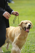 Master playing with golden retriever dog