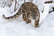 Schleichender Schneeleopard