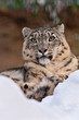 Schneeleopard Portrait