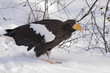 Laufender Riesenseeadler