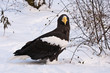 Riesenseeadler am Boden