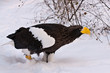 Riesenseeadler im Schnee