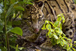 Photo: clouded leopard 2 clouded leopard 2