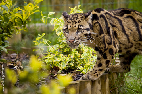 Photo: clouded leopard clouded leopard