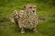 Photo: cheetah cheetah