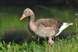 greylag goose