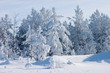 Evergreen fur-trees covered by a snow Evergreen fur-trees covered by a snow
