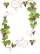 Weinranke