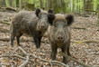 Wildschweine, Sauen, Pig