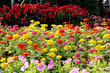 Vivid flower in garden Vivid flower in garden