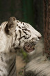 Tigre bianca