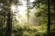 Photo en ligne au meilleur prix Fresh spring deciduous forest on a misty morning