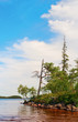 Wild pines on lake
