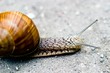 snail