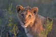 Lion cub close-up