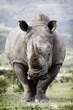 White rhinoceros