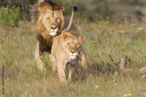 Photo: Lioness about to charge Lioness about to charge