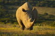 White rhinoceros