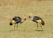 Grey Crowned Crane Belearica regulorum gibbericeps Grey Crowned Crane Belearica regulorum gibbericeps
