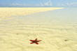 Red starfish in Zanzibar Red starfish in Zanzibar