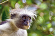 Zanzibar Red Colobus Zanzibar Red Colobus