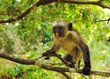 portrait of zanzibar red colobus portrait of zanzibar red colobus