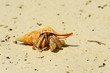 Hermit crab in Zanzibar Hermit crab in Zanzibar
