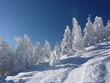 Winterwald zu Weihnachten