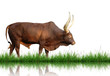 watusi with green grass isolated watusi with green grass isolated