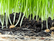 Photo: Germination Germination