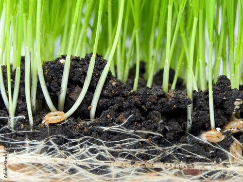 Photo: Germination Germination