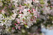 Apfelblüten