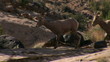 Big horn sheep
