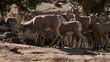 Big horn sheep