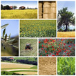 Agricoltura Agricoltura