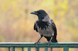 corvus cornix corvus cornix