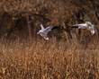Flight Approach
