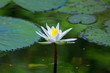 White Water Lily