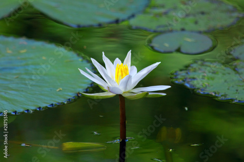 Photo: White Water Lily White Water Lily