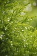 植物のしずく